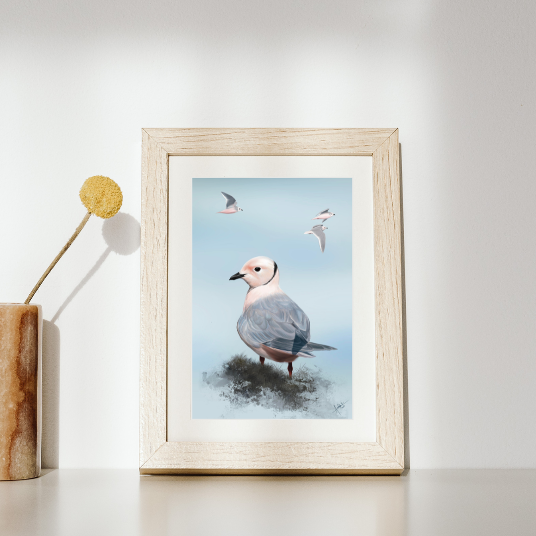 GAVIOTA DE ROSS