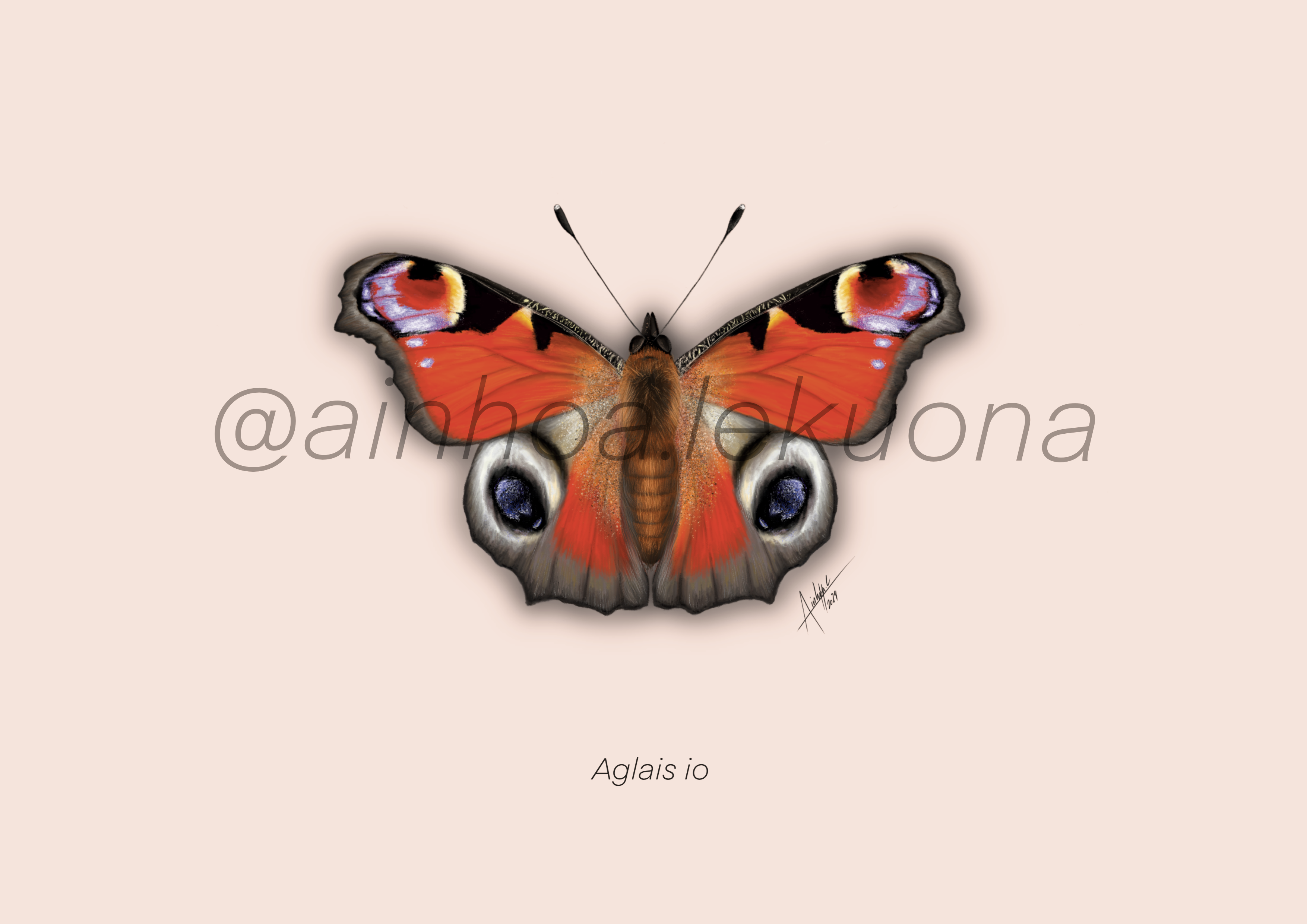 MARIPOSA PAVO REAL