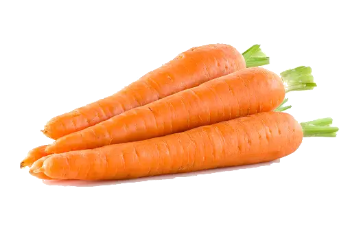 Carottes (au kg) proposé en bottes 