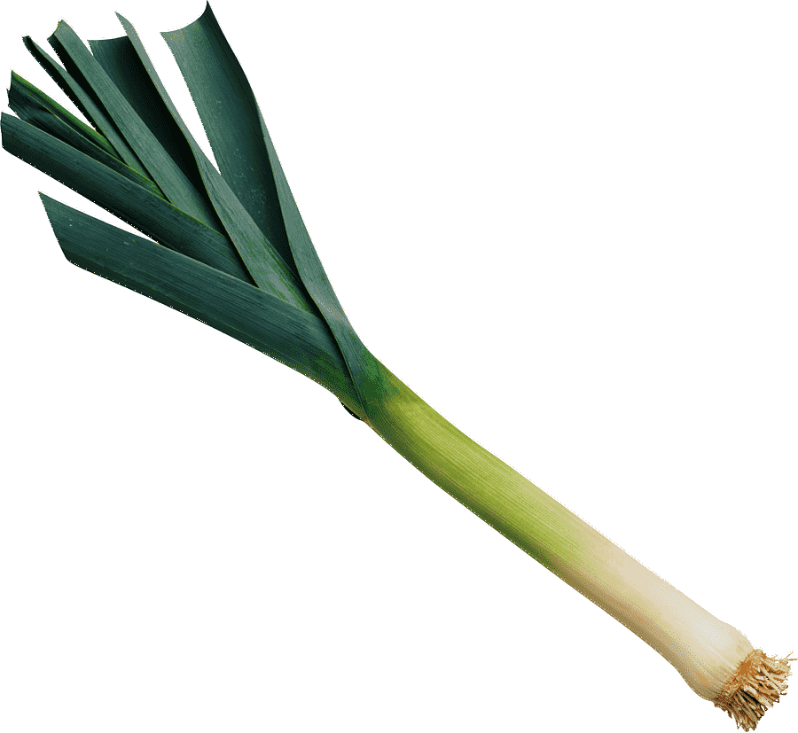 Jeunes Poireaux du Jardin 