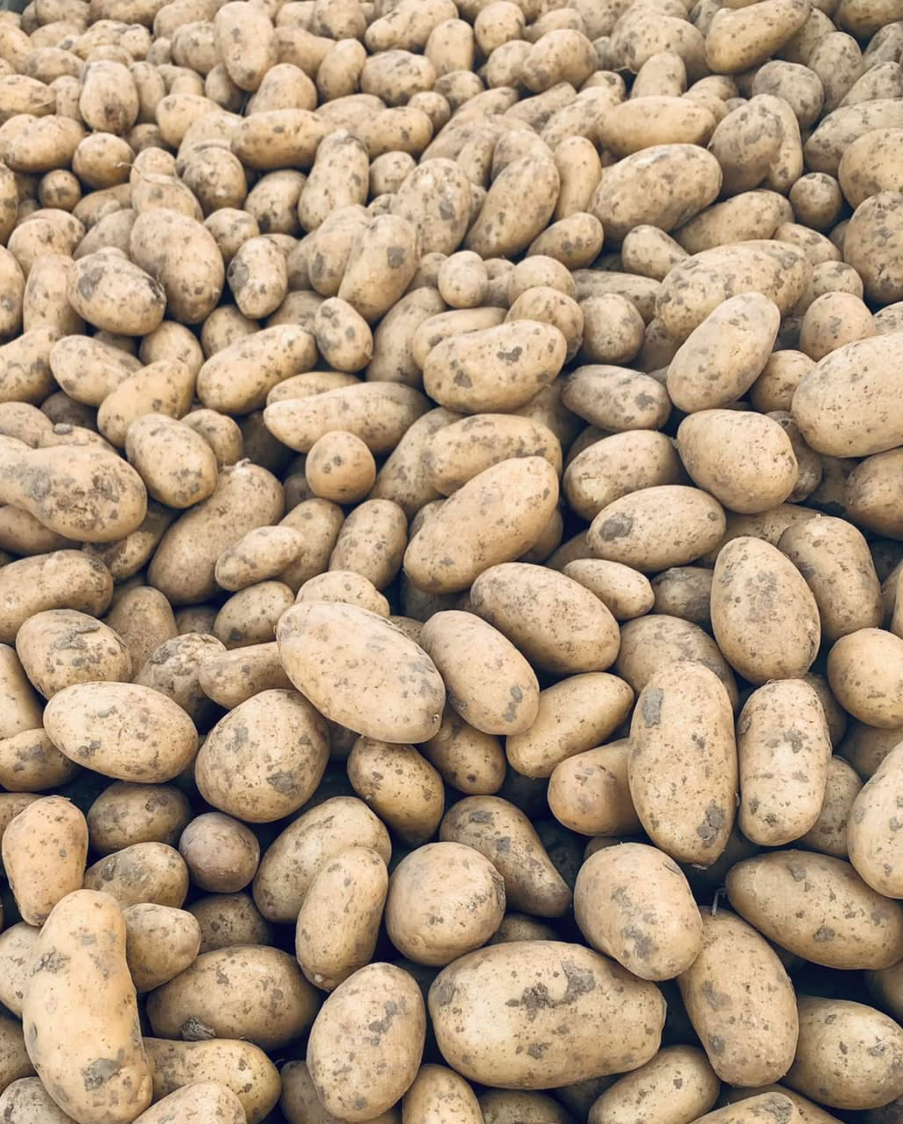 Sac 10kg pomme de terre Monalisa (four, frites, purée, potage)