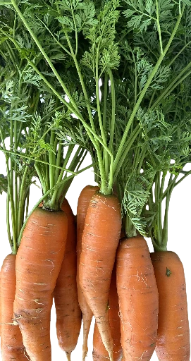Carottes (au kg) proposé en bottes 