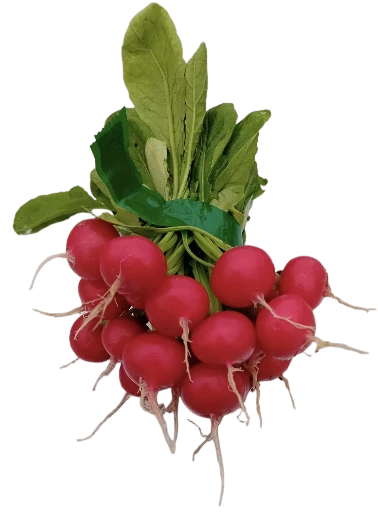 Radis ronds rouges (la botte)