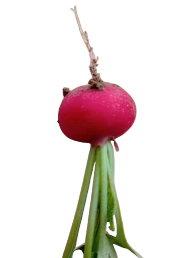 Radis ronds rouges (la botte)