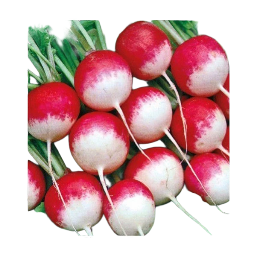 Radis ronds rouges (la botte)