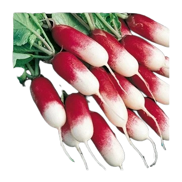 Radis demi longs rouges (la botte)