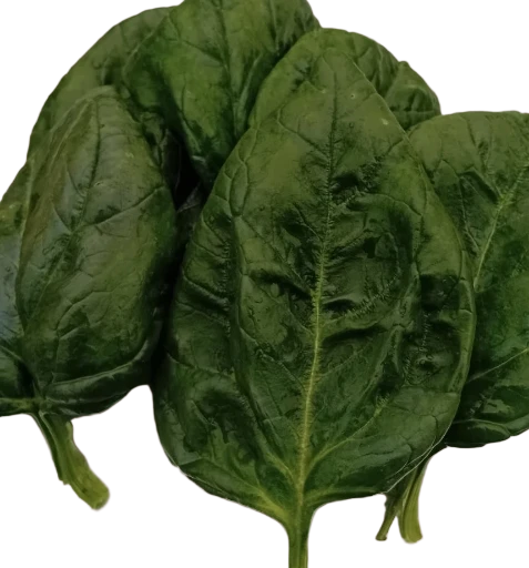 Epinard frais en branche (500g) délicieusement tendres