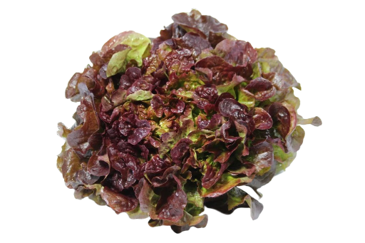 Salade Laitue rouge (pièce)