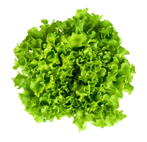 Salade Batavia (pièce)