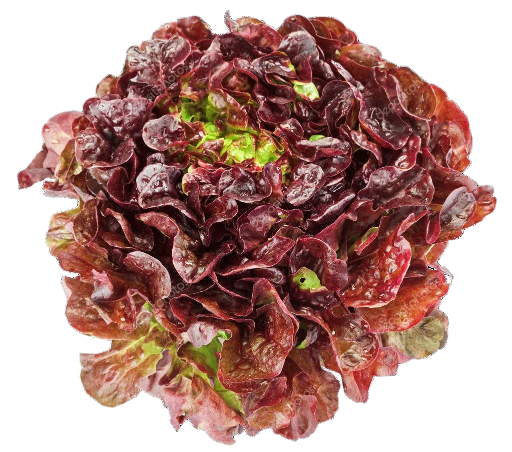 Salade Batavia rouge  (Pièce)