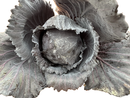 chou rouge frais du jardin 