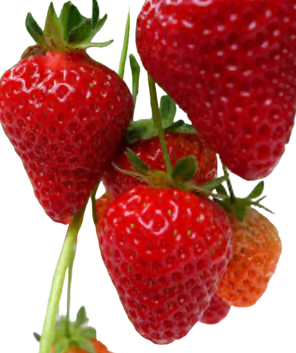 Fraises 🍓du jardin en barquettes 250gr diverses variétés 