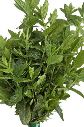 Bouquet de menthe fraîche 
