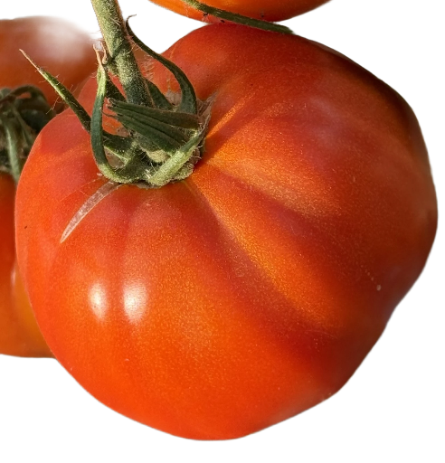 Tomate rouge ou Orange (au kg)