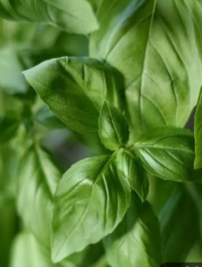 Bouquet de basilic frais 
