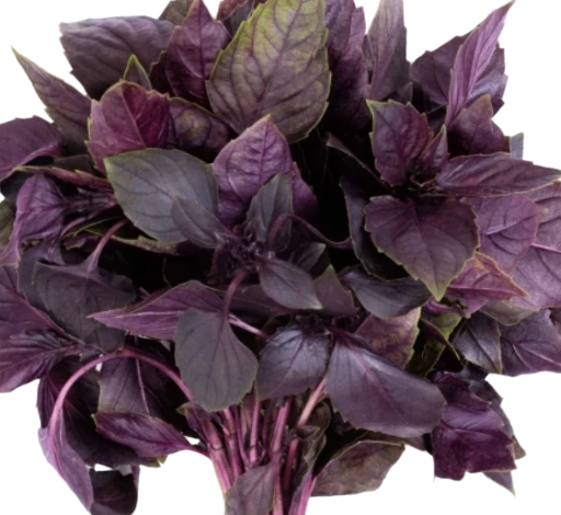 Bouquet de basilic frais 