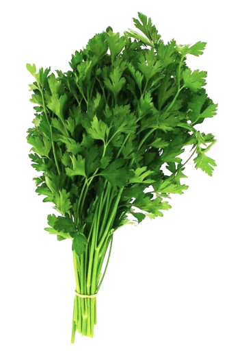 Bouquet de persil plat du jardin
