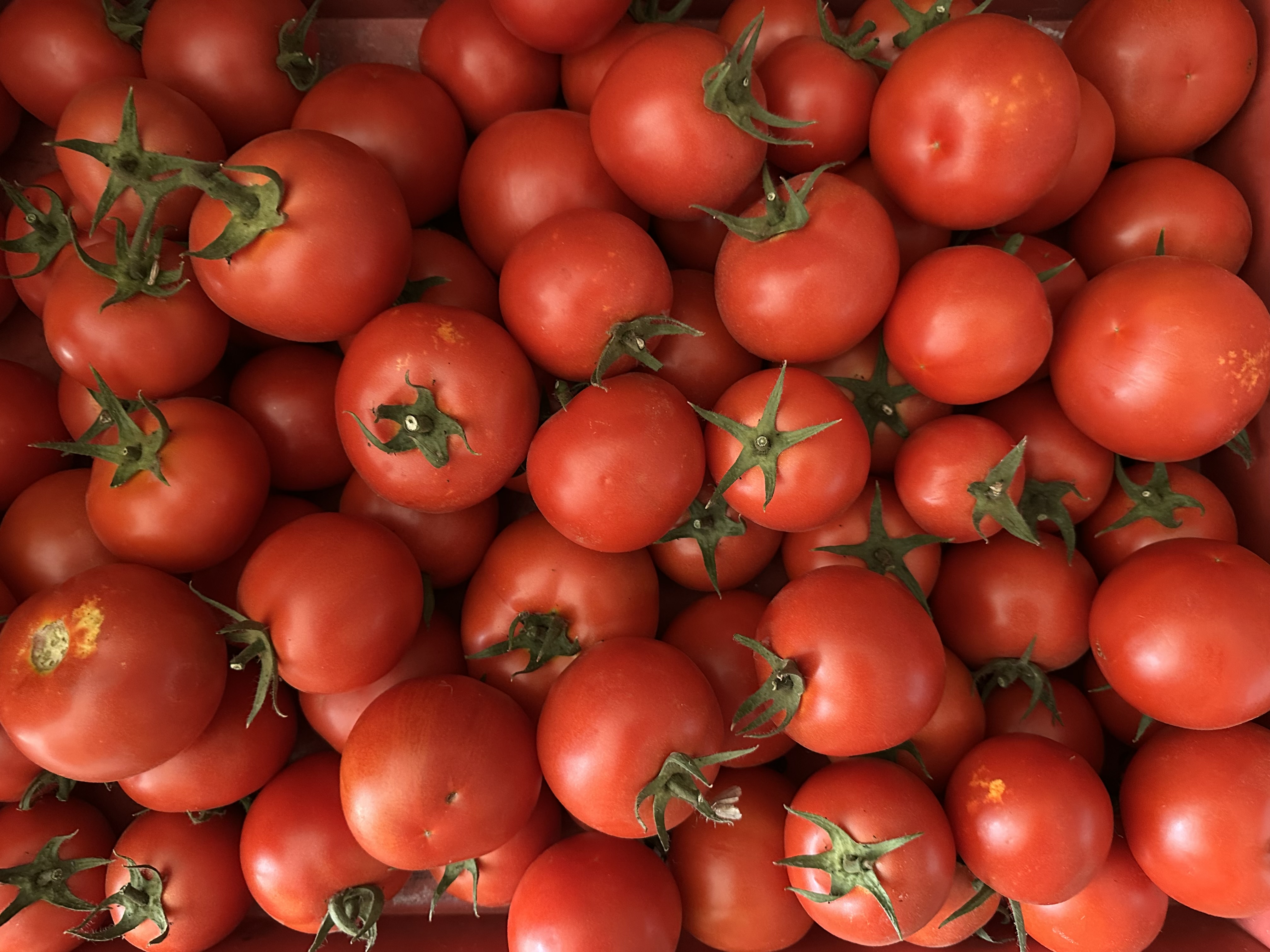 Tomate rouge ou Orange  (au kg)