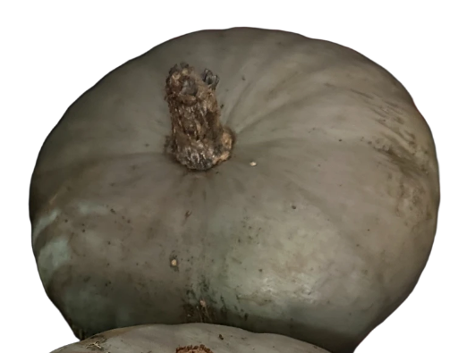 Potiron Courge Betty blue