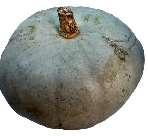 Potiron Courge Betty blue