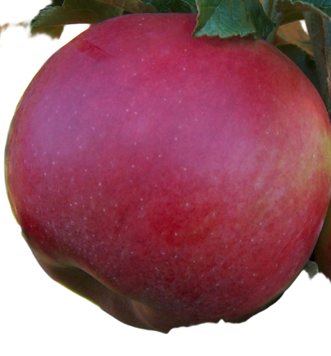 Pommes variété Idared