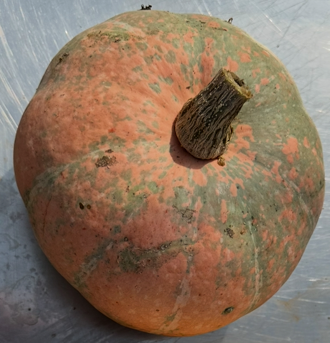 Potiron Courge 