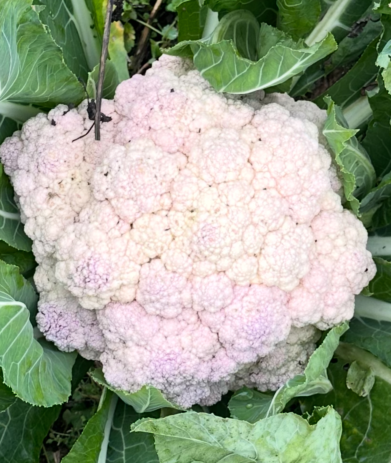 Gros Chou-fleur rosé frais du jardin