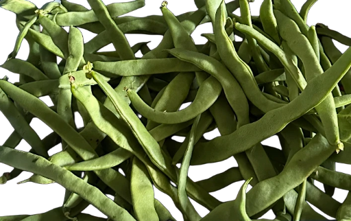 Haricots verts plats frais type « coco »