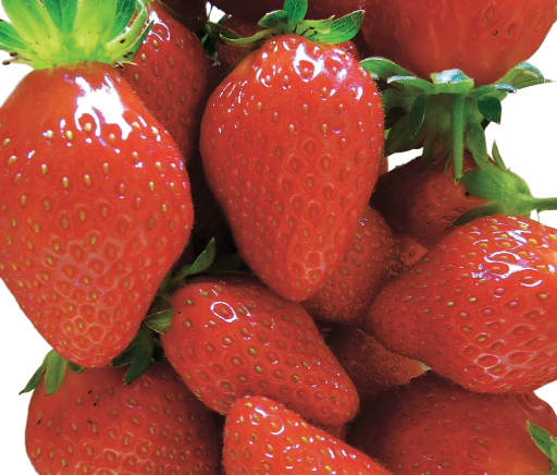 Fraises 🍓du jardin du Tertre