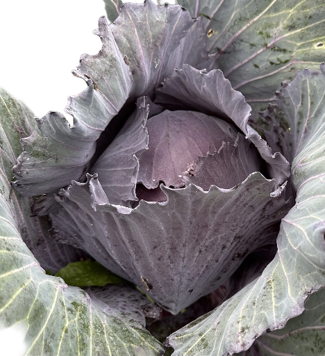 chou rouge frais du jardin