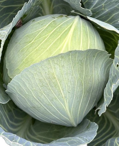 chou pommé (1kg env pièce)