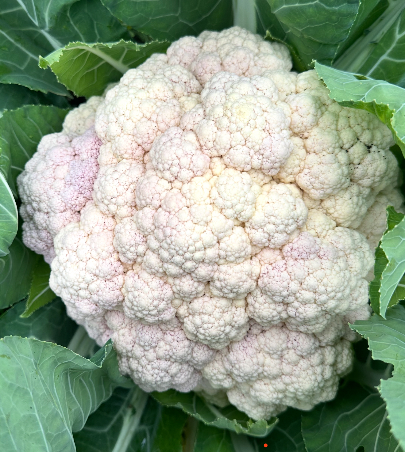Gros Chou-fleur rosé frais du jardin