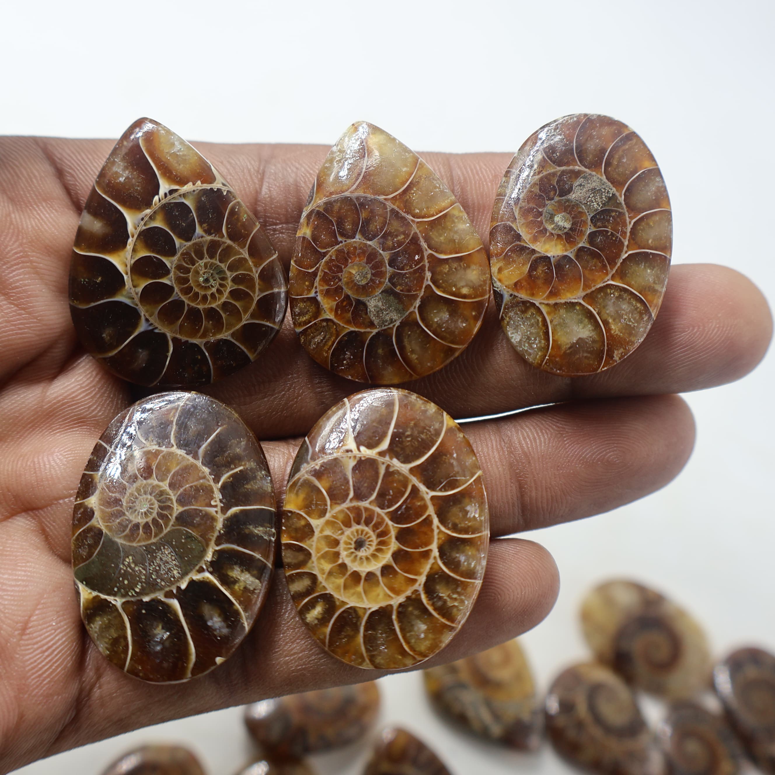 Natural Amonite Mix Shape -Size Gemstone (Cabochon ) Amonite 