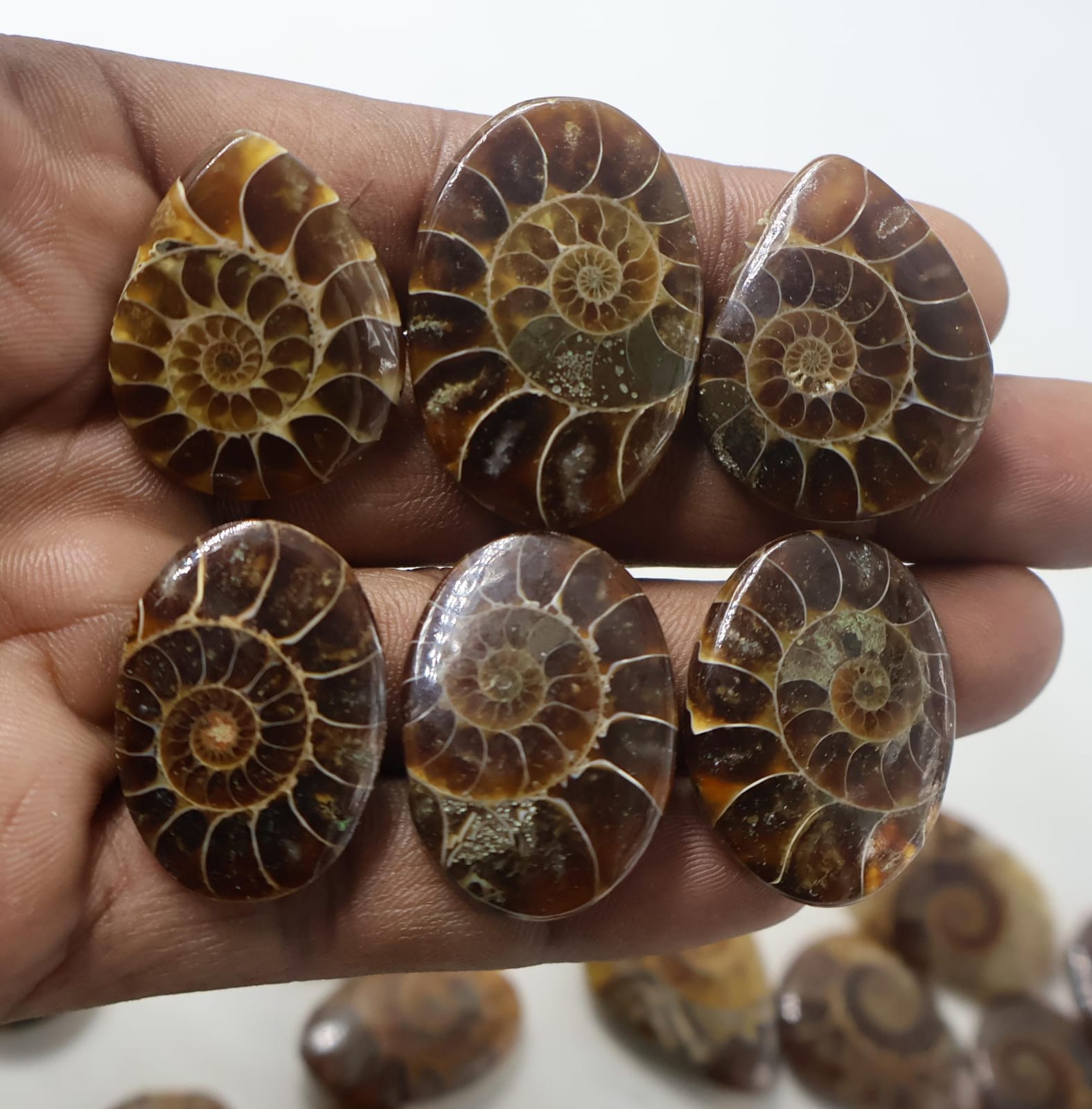 Natural Amonite Mix Shape -Size Gemstone (Cabochon ) Amonite 