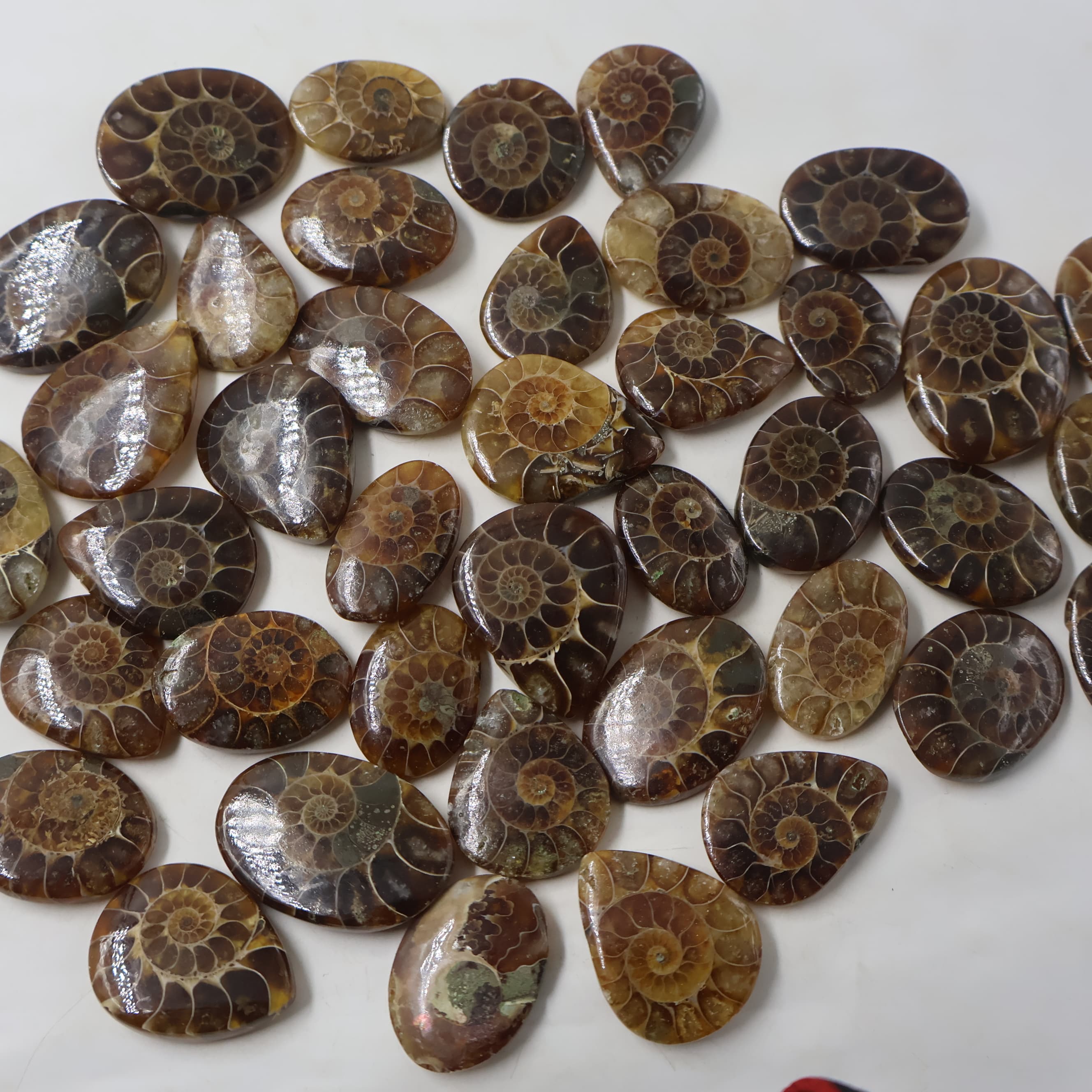 Natural Amonite Mix Shape -Size Gemstone (Cabochon ) Amonite 