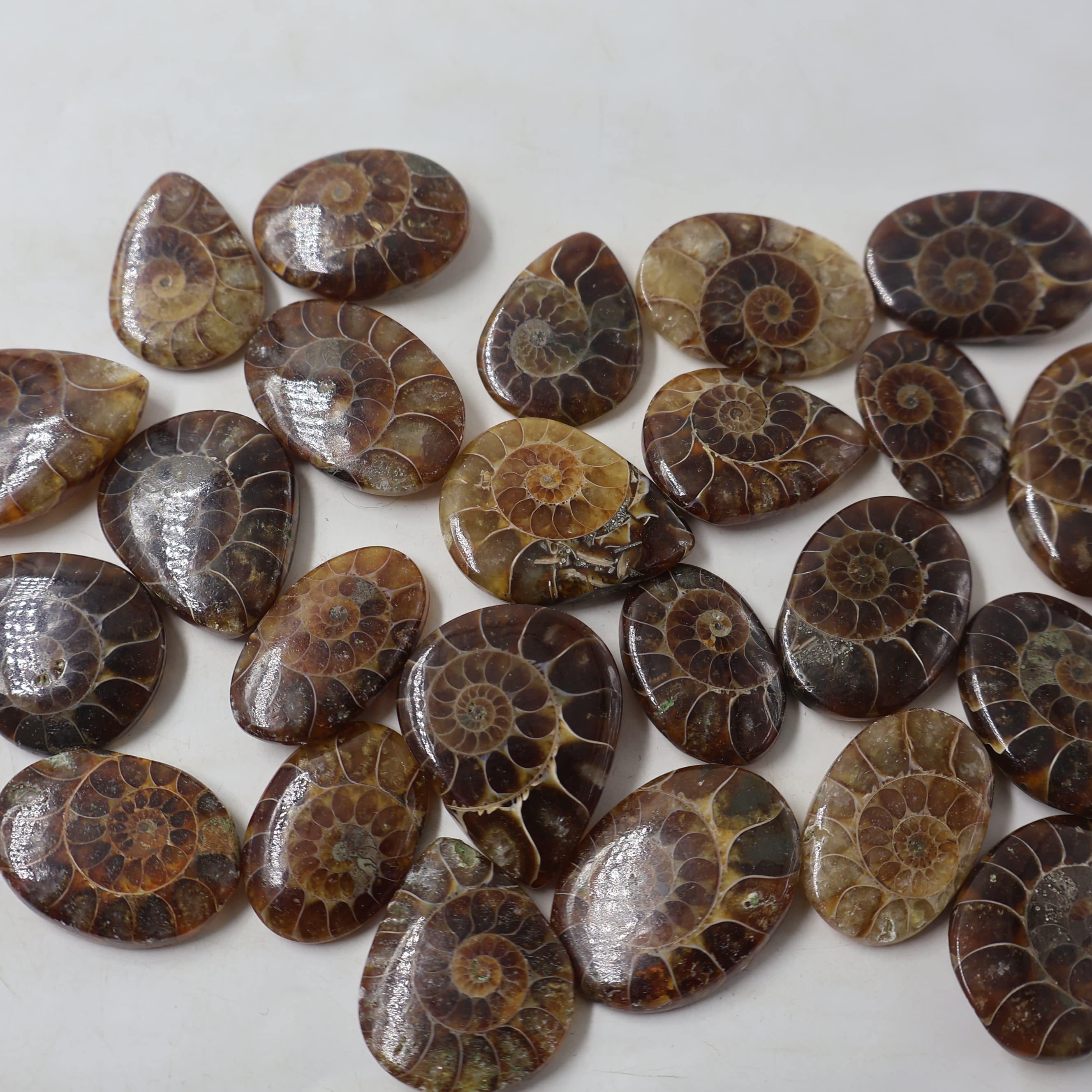 Natural Amonite Mix Shape -Size Gemstone (Cabochon ) Amonite 