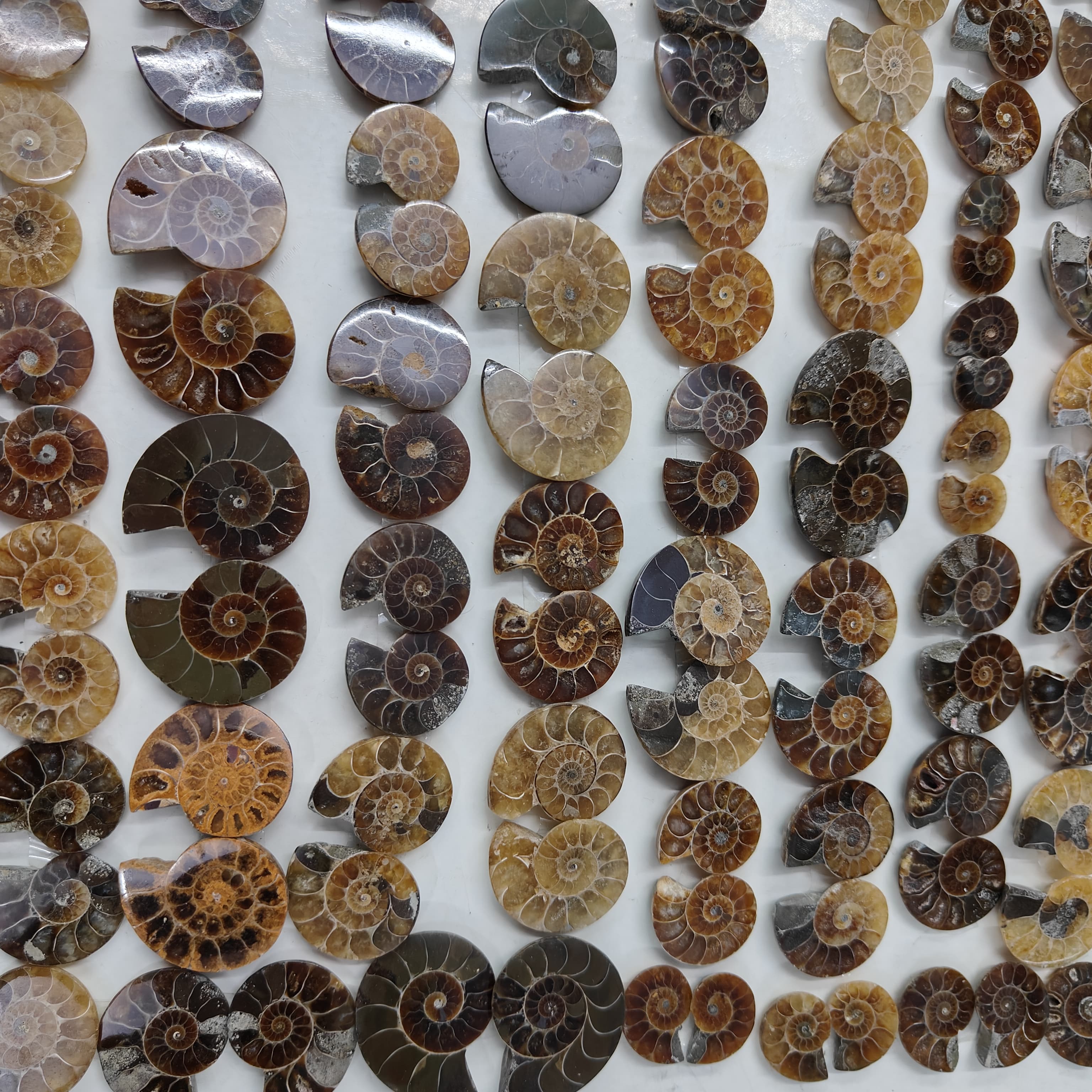 Natural Ammonite fossils Shape -Size Gemstone (Cabochon ) Ammonite fossils 