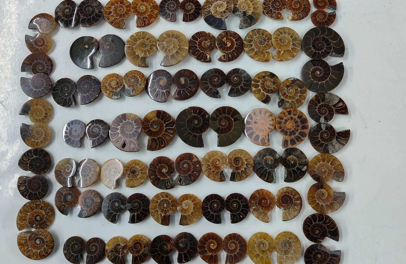 Natural Ammonite fossils Shape -Size Gemstone (Cabochon ) Ammonite fossils 