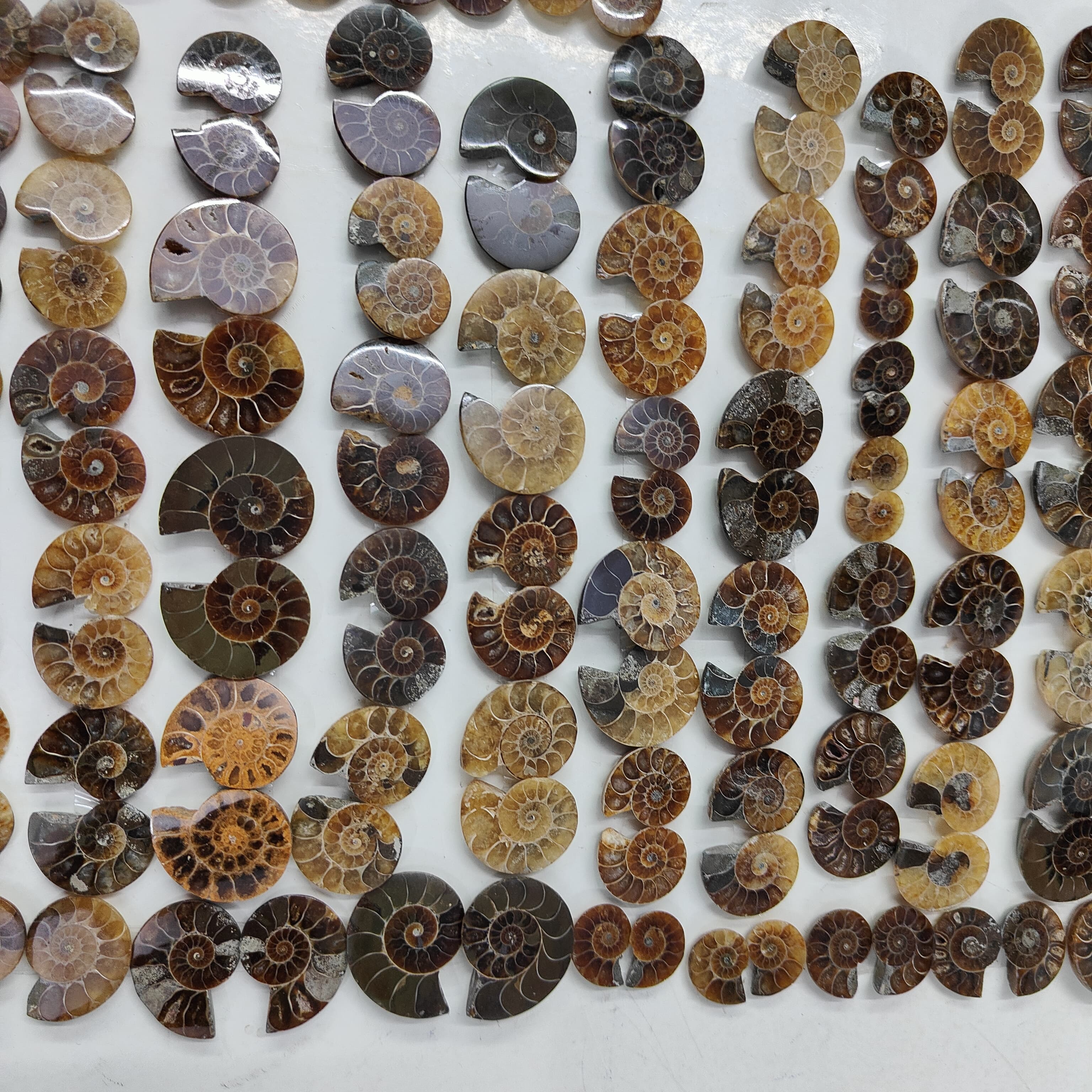 Natural Ammonite fossils Shape -Size Gemstone (Cabochon ) Ammonite fossils 