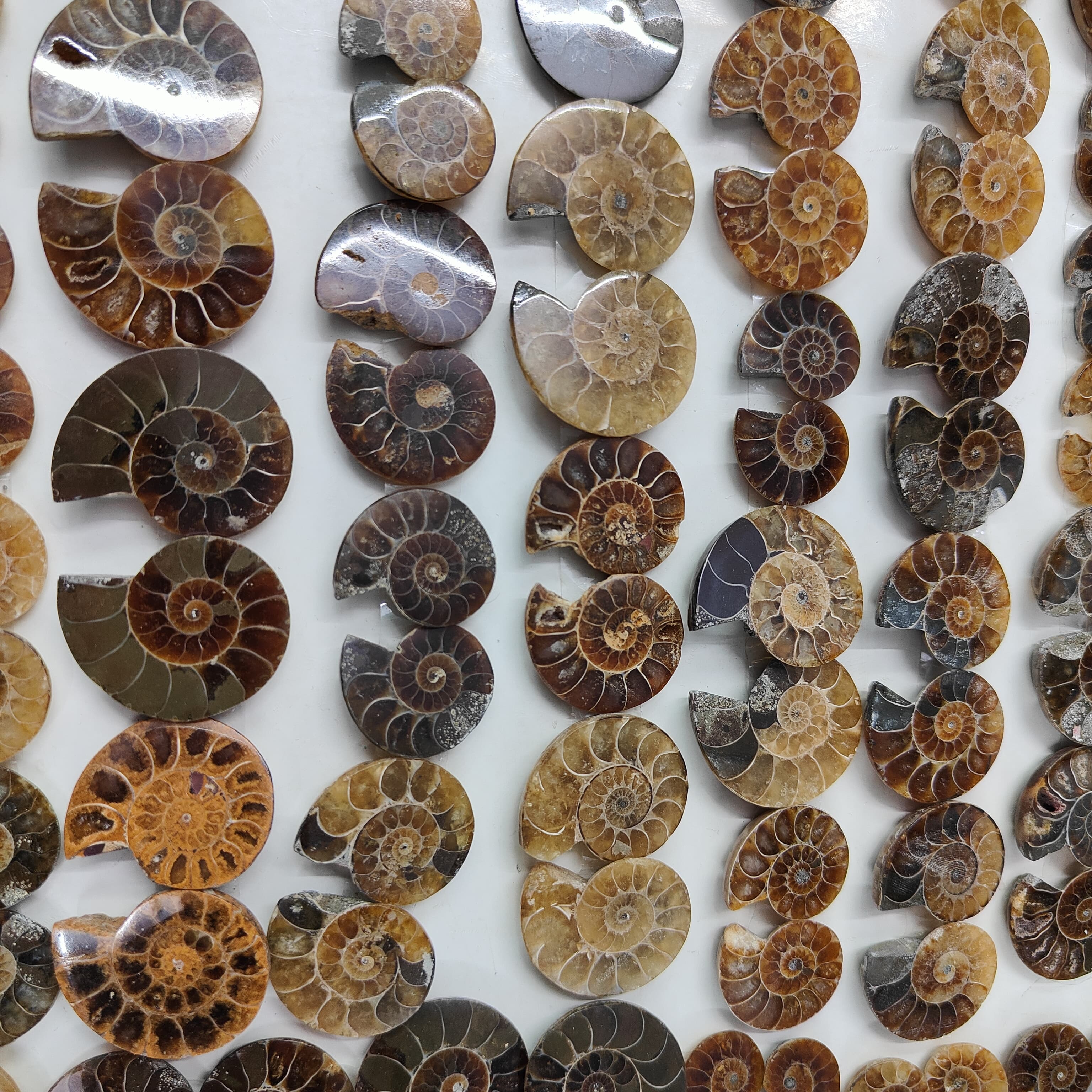 Natural Ammonite fossils Shape -Size Gemstone (Cabochon ) Ammonite fossils 