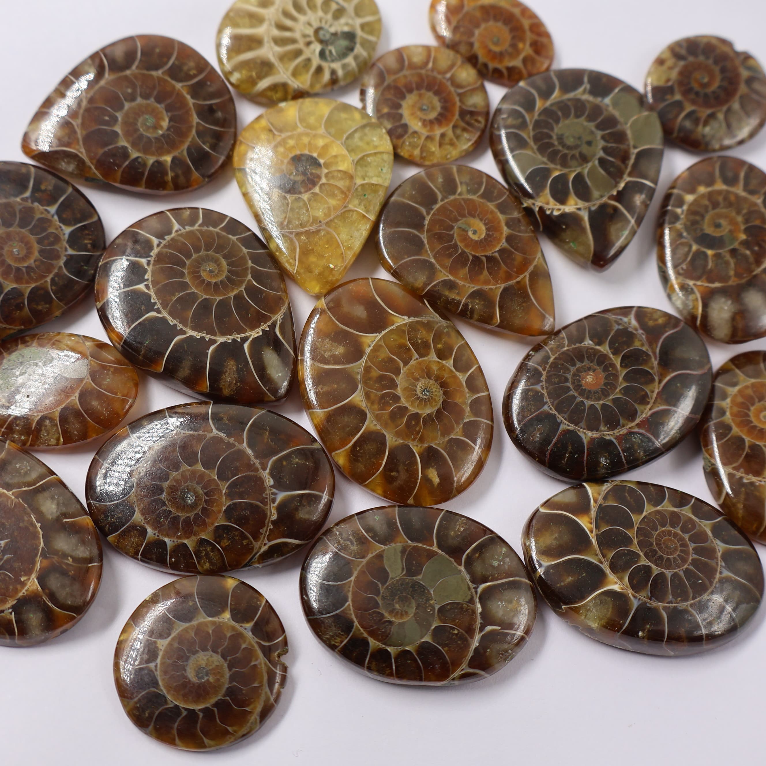 Natural Real  Ammonite Mix Shape - Size  Gemstone (Cabochon ) Ammonite 