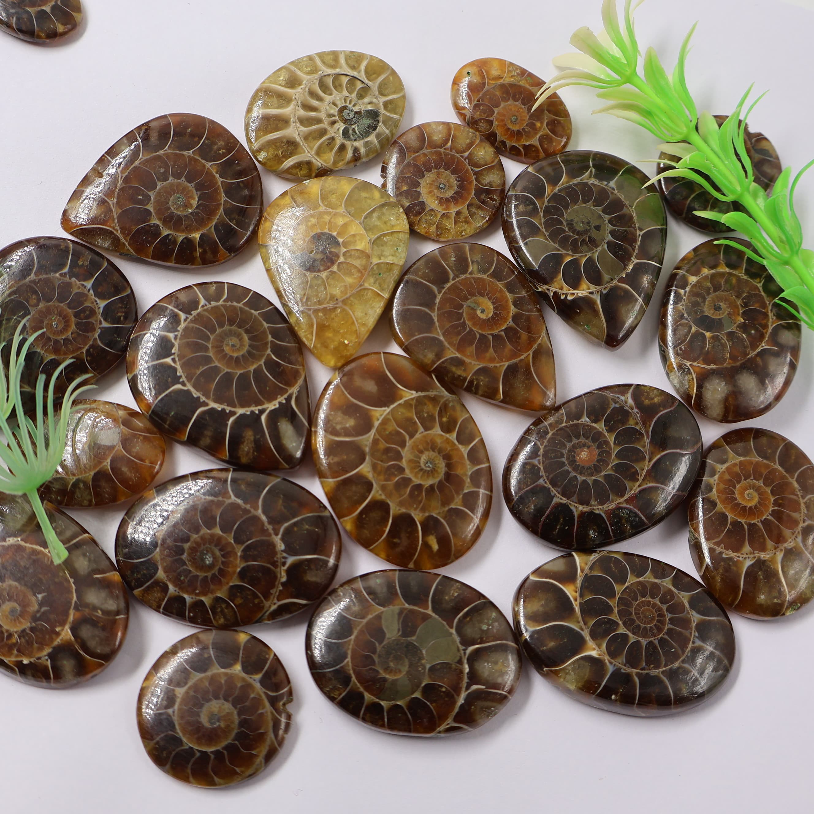 Natural Real  Ammonite Mix Shape - Size  Gemstone (Cabochon ) Ammonite 