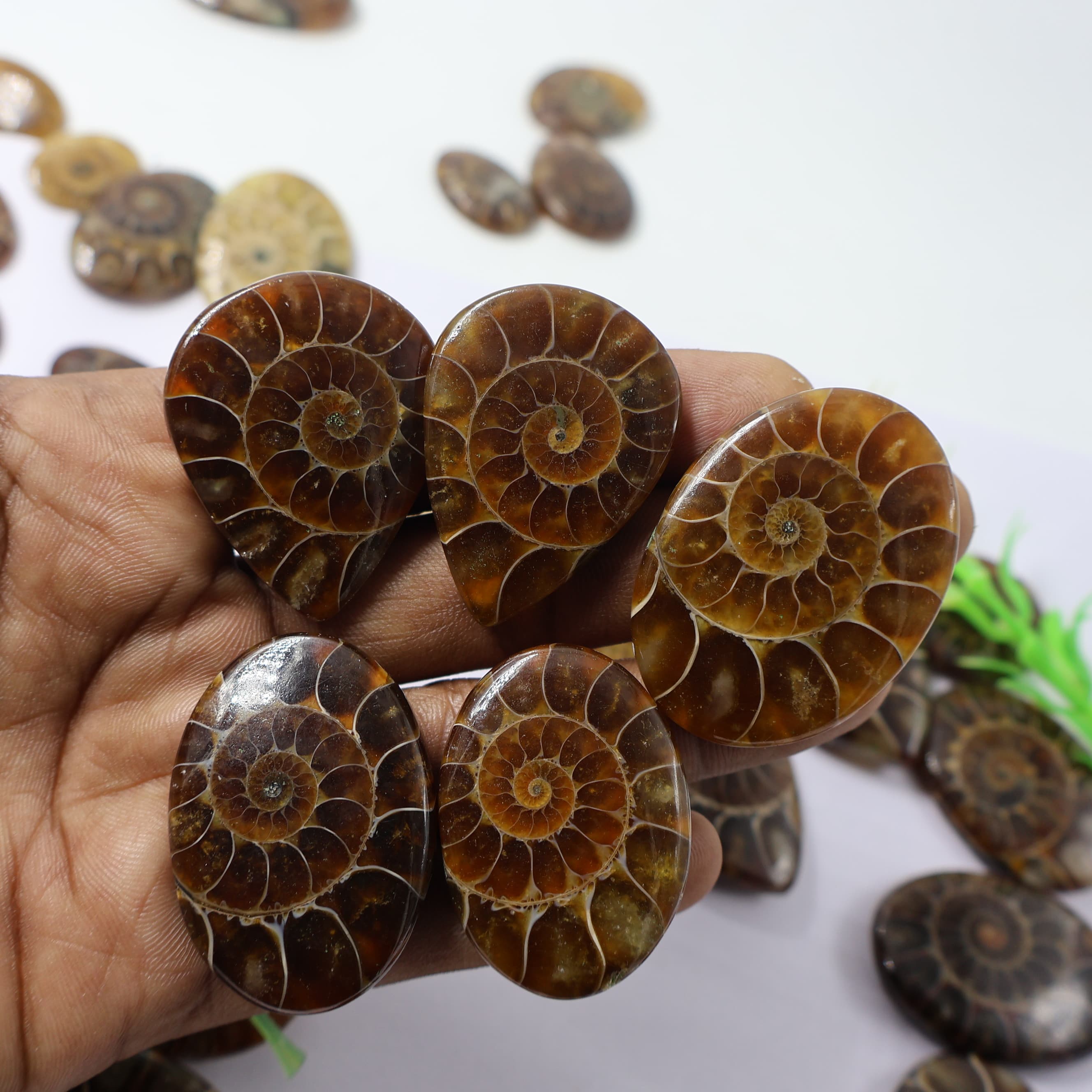 Natural Real  Ammonite Mix Shape - Size  Gemstone (Cabochon ) Ammonite 