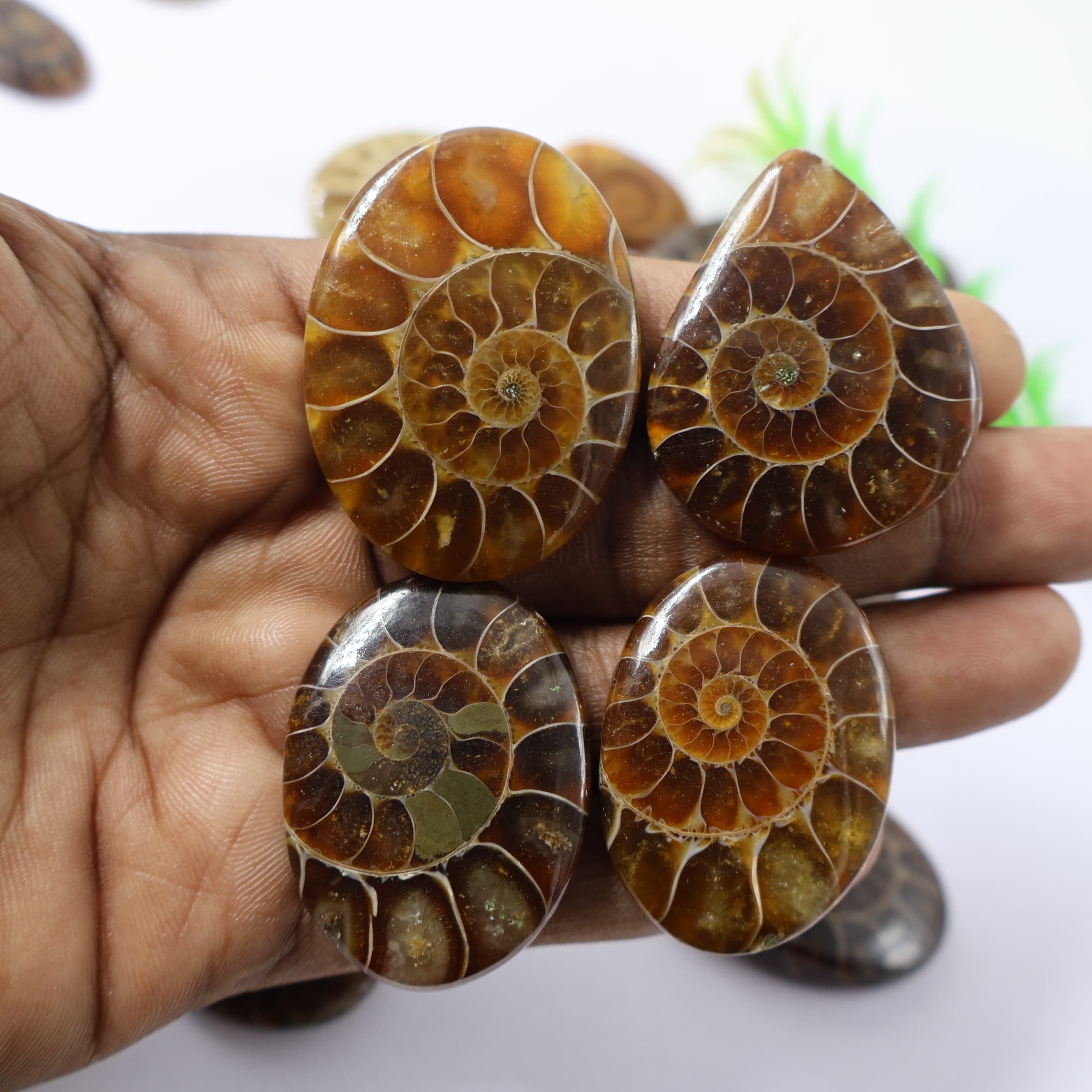 Natural Real  Ammonite Mix Shape - Size  Gemstone (Cabochon ) Ammonite 