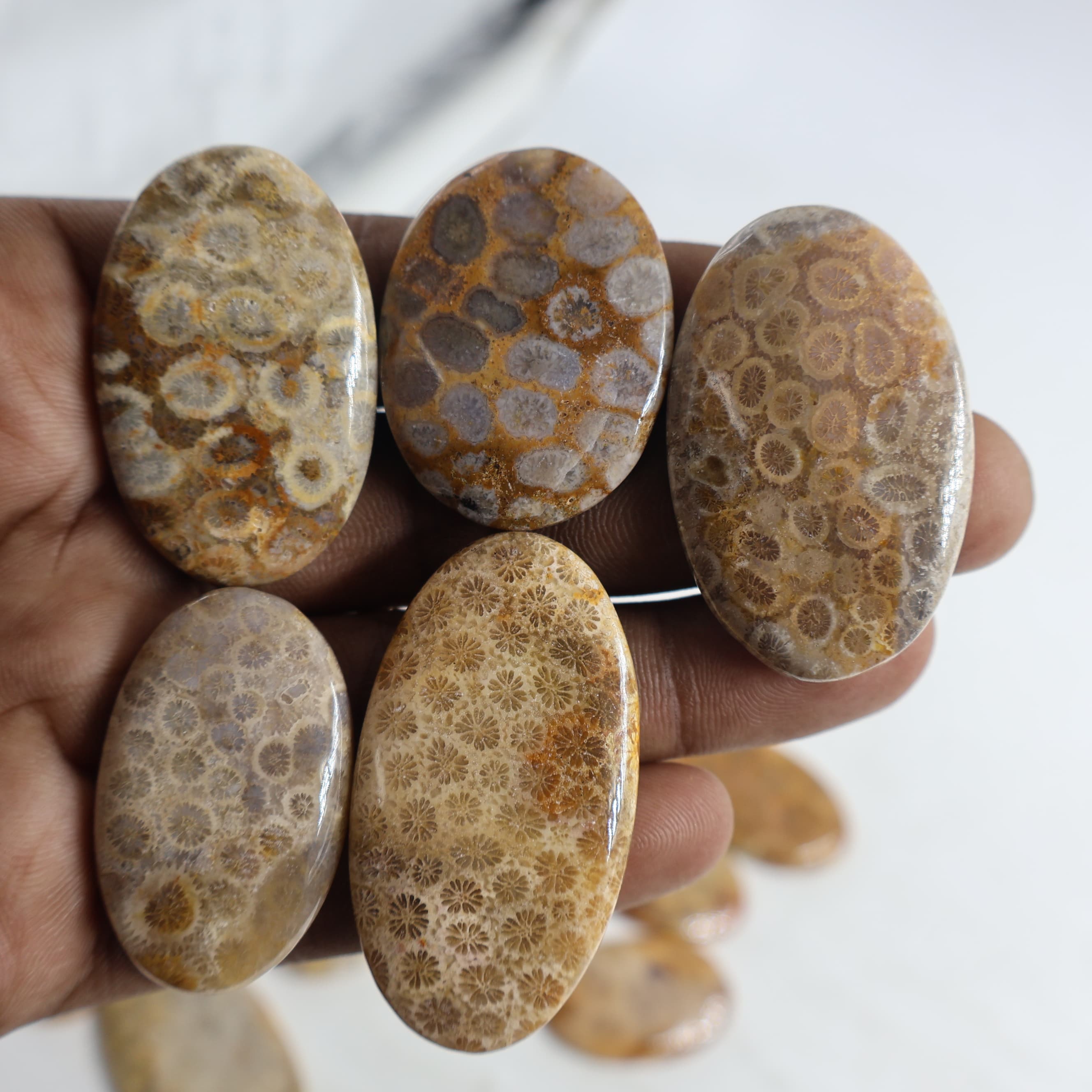 Natural Fossil Coral Oval -Size Gemstone (Cabochon ) Fossil Coral