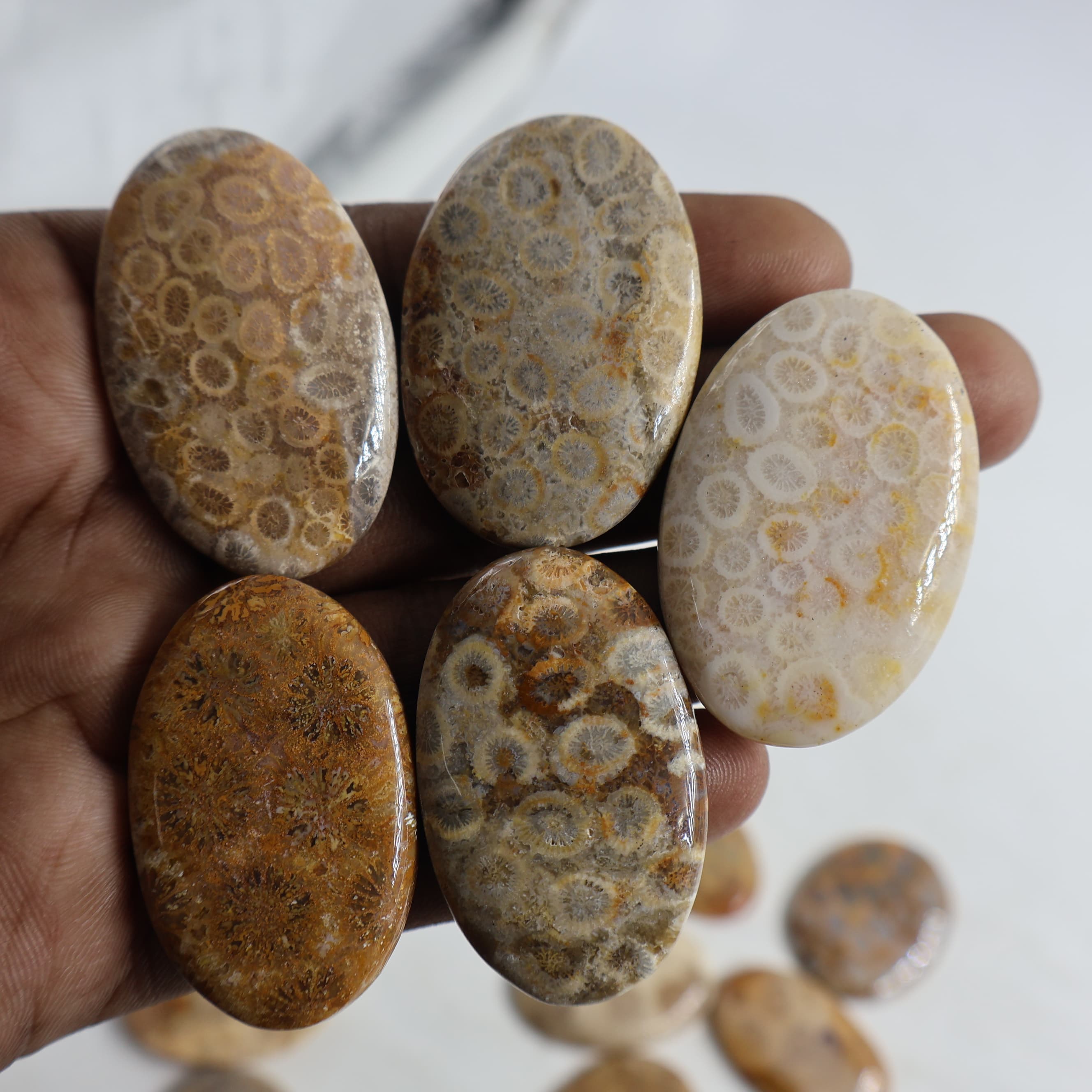 Natural Fossil Coral  Oval -Size Gemstone (Cabochon ) Fossil Coral 