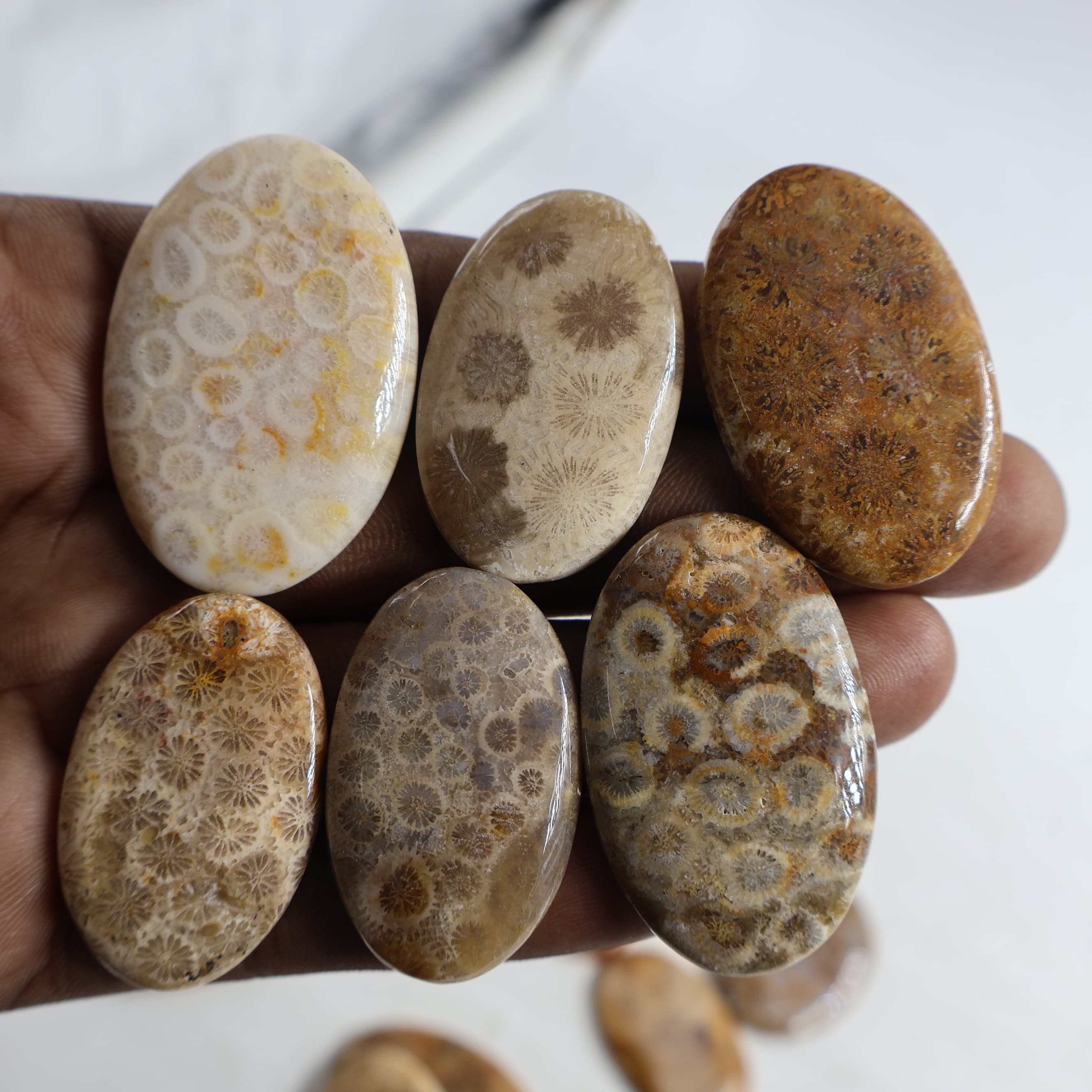 Natural Fossil Coral  Oval -Size Gemstone (Cabochon ) Fossil Coral 