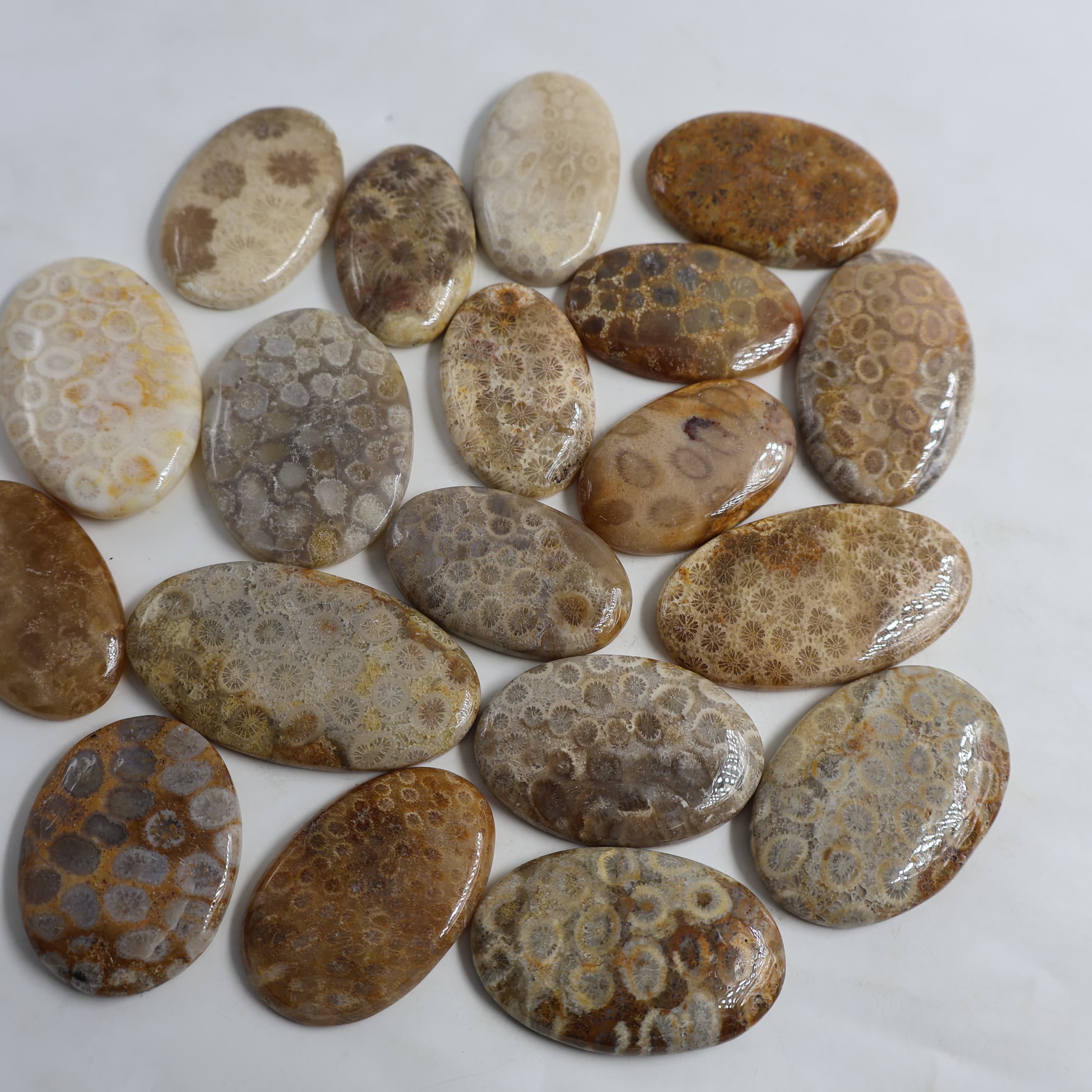 Natural Fossil Coral  Oval -Size Gemstone (Cabochon ) Fossil Coral 