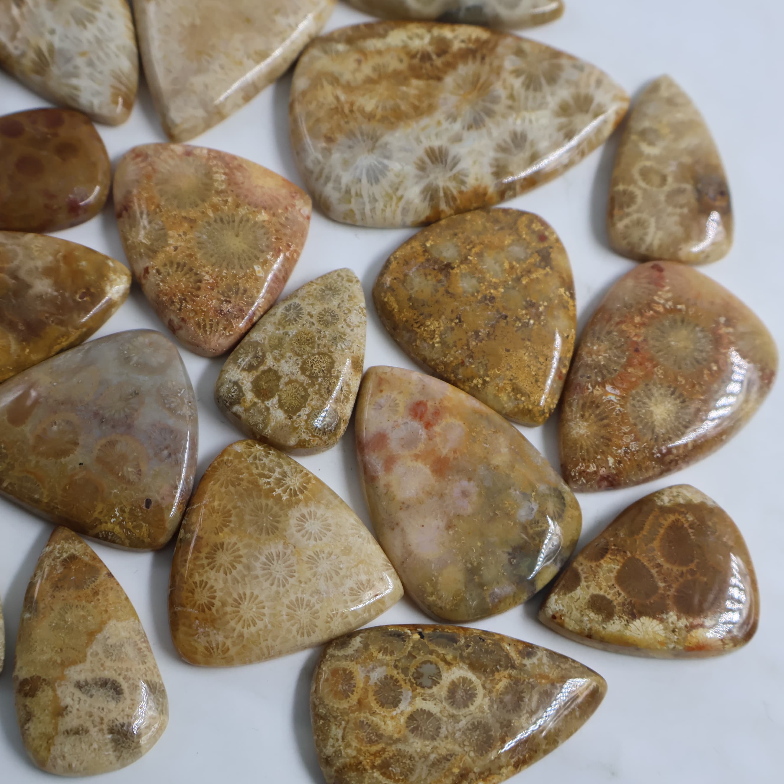 Natural Fossil Coral  Pear -Size Gemstone (Cabochon ) Fossil Coral 