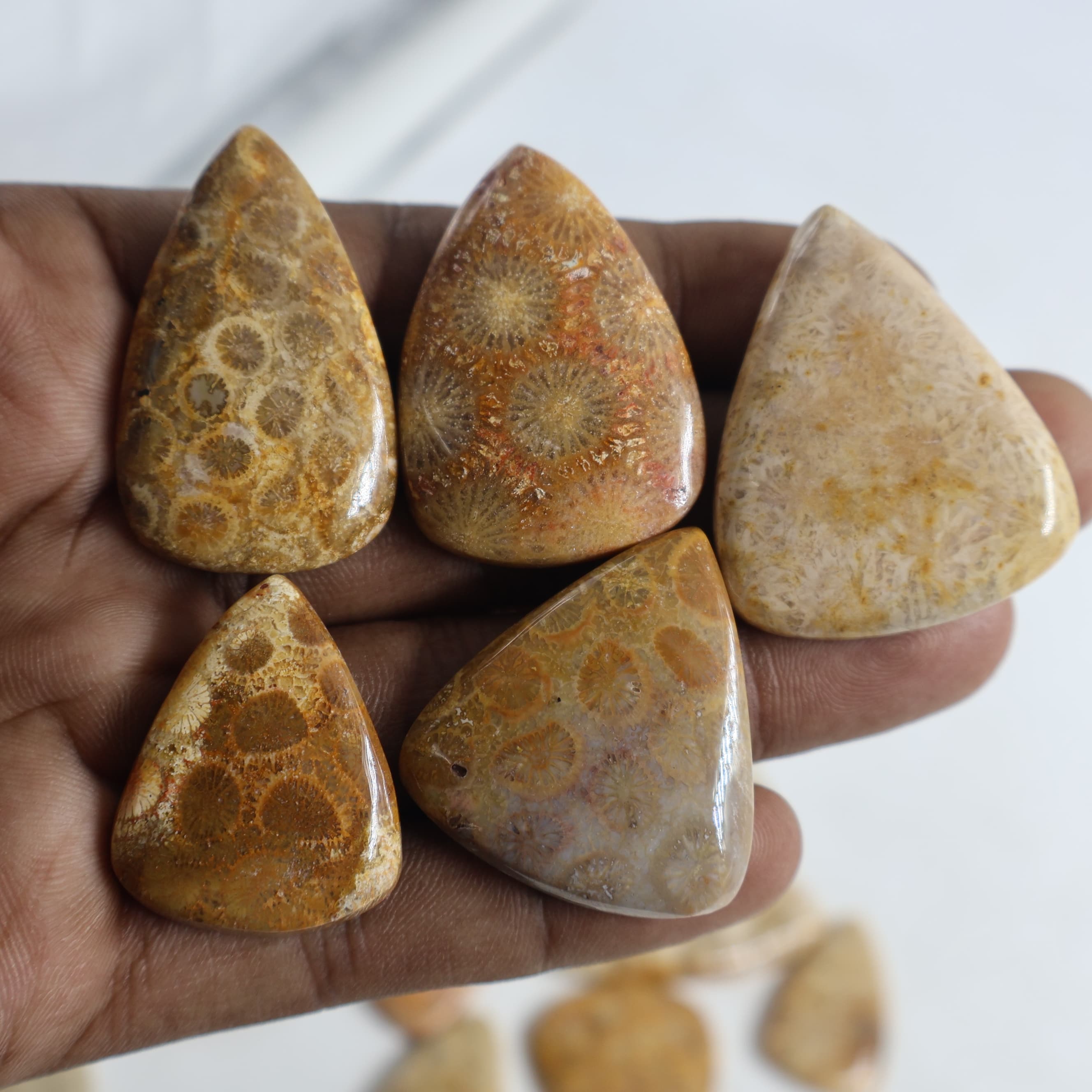 Natural Fossil Coral  Pear -Size Gemstone (Cabochon ) Fossil Coral 